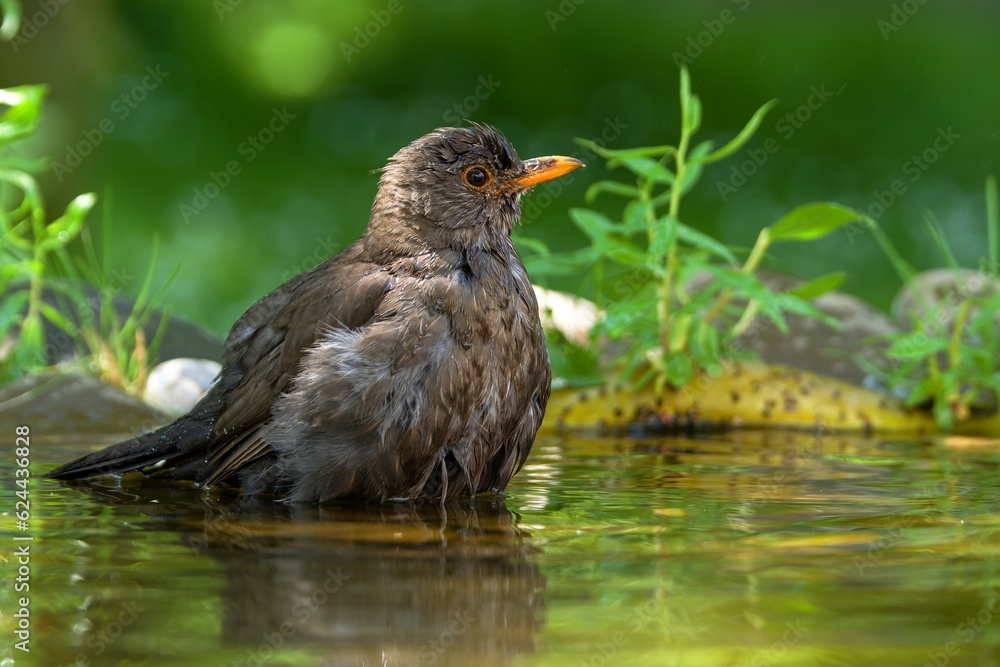 Female blackbird is resting in the water of a bird water hole. Czechia. Female blackbird is resting in the water of a bird water hole. Czechia.