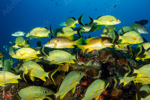 Marine life in open ocean and reef