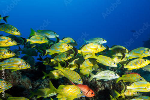 Marine life in open ocean and reef