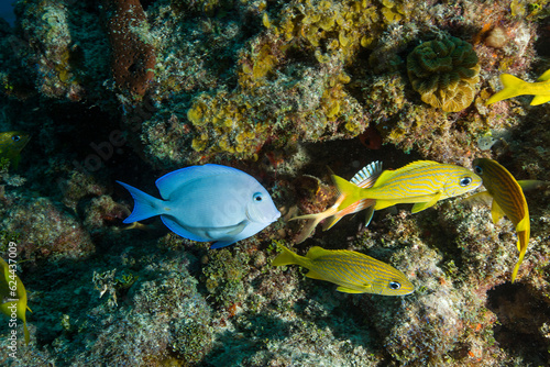 Marine life in open ocean and reef