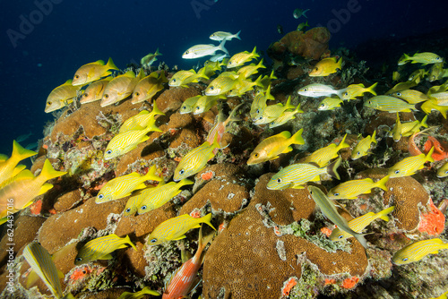 Marine life in open ocean and reef