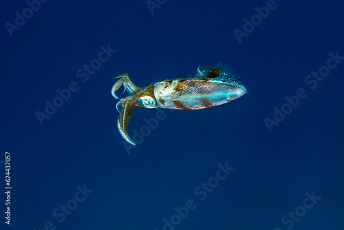 Marine life in open ocean and reef