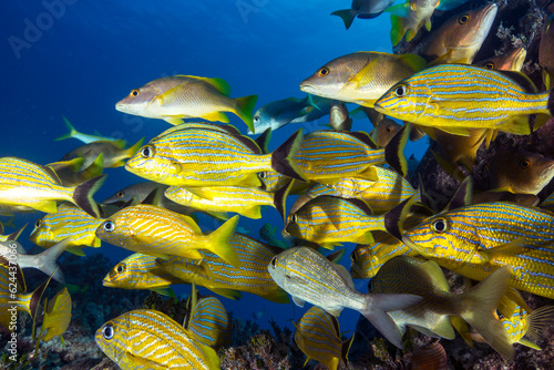 Marine life in open ocean and reef