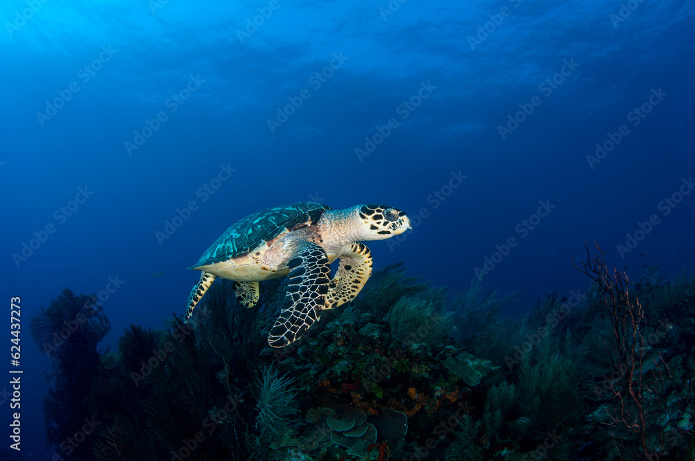 Fototapeta premium Marine life in open ocean and reef