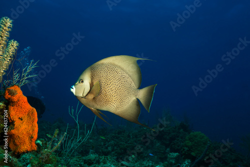 Marine life in open ocean and reef