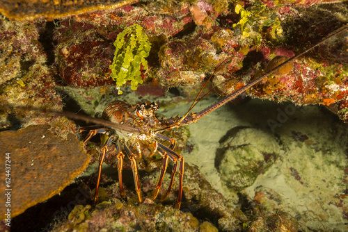 Marine life in open ocean and reef