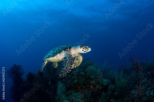 Marine life in open ocean and reef © Marco