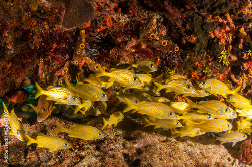 Marine life in open ocean and reef