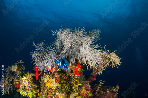Marine life in open ocean and reef