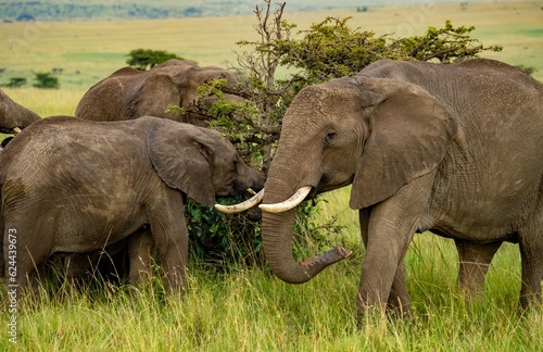 A herd of african elephants eating the branches of an acacia tree on the Maasai Mara savannah in Kenya