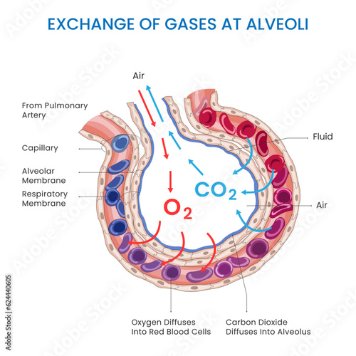 The exchange of gases at the alveoli involves oxygen entering the bloodstream while carbon dioxide is removed, enabling efficient respiration and oxygenation of the body's tissues.