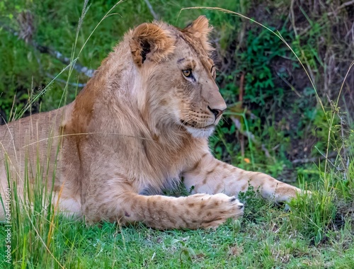 A young male lion in the grassland savannah of the Maasai Mara Reserve, Kenya