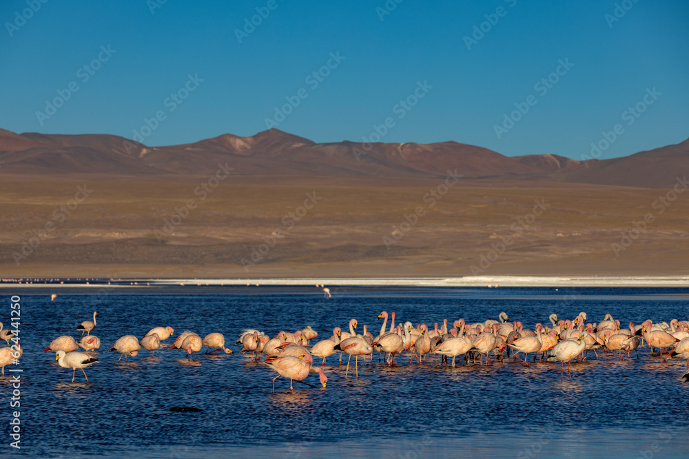 Lagoon route sight: Flamingos in the colorful Laguna Colorada in the remote Fauna Andina Eduardo Avaroa National Reserve in the Bolivian Altiplano; Traveling South America