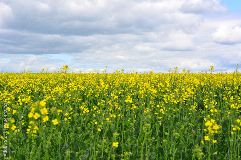 yellow rapeseed field with blooming flowers and amazing cloudscape copy space  
