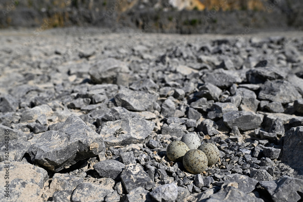 Gelege des Flussregenpfeifers in einem Steinbruch // Clutch of the Little Ringed Plover in a quarry (Charadrius dubius) Gelege des Flussregenpfeifers in einem Steinbruch // Clutch of the Little Ringed Plover in a quarry (Charadrius dubius)