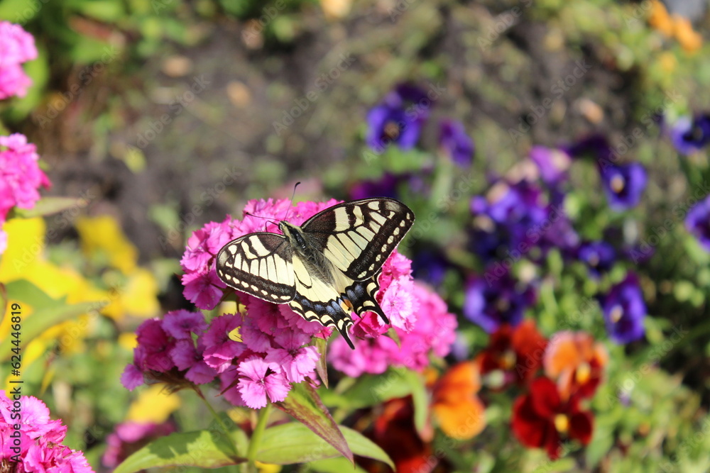 A big beautiful butterfly on a flower. Russia. A big beautiful butterfly on a flower. Russia.