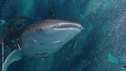 Girl scuba diver in a panic hits a whale shark in the face. The shark does not pay attention to this and begins to chase the cameraman. Whale shark (Rhincodon typus)  photo