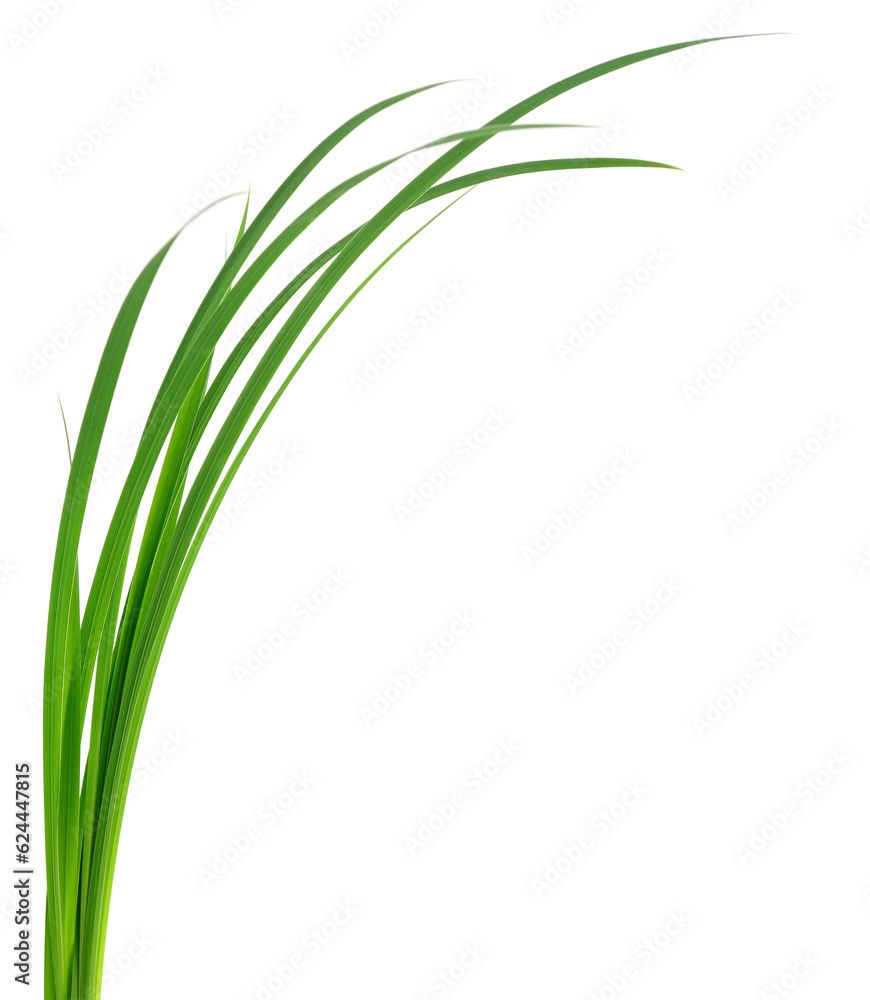Green grass leaves. Green grass leaves.
