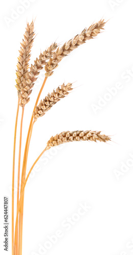 Ears of wheat.