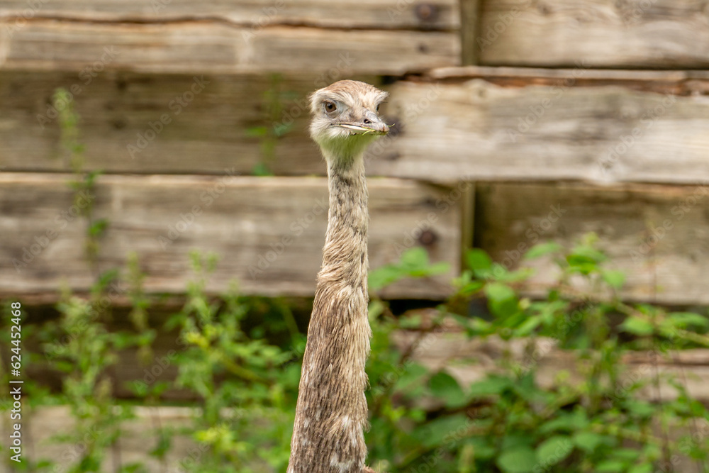 portrait of ostrich