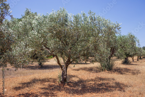 Olive trees in a row. Plantation 