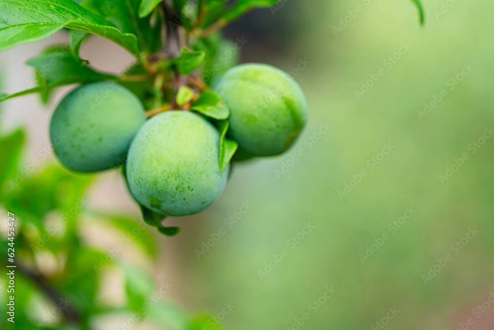 Unripe green plum fruits