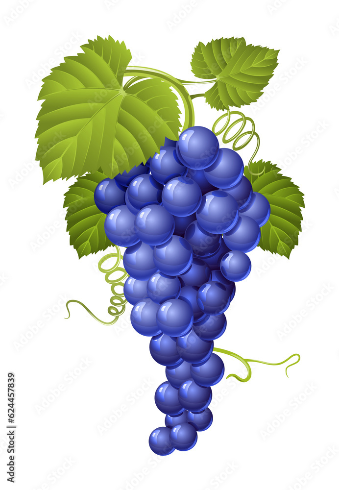 Fototapeta premium Cluster of blue grape with green leaves. PNG Illustration