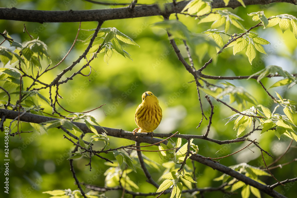 Obraz premium yellow bird