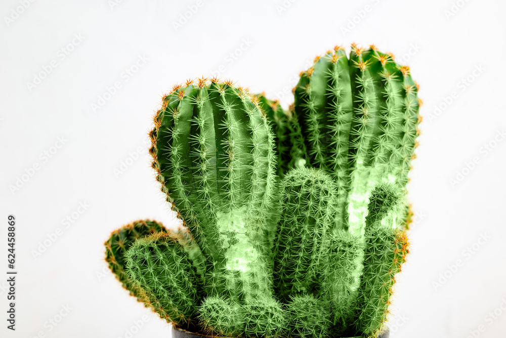 Cactus on isolated white background. Cactus on isolated white background.
