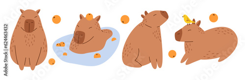 Vector collection of funny capybaras in flat design. Amusing set with capybara characters with oranges. Cute capybaras swimming in water and relaxing. South American adorable animals.