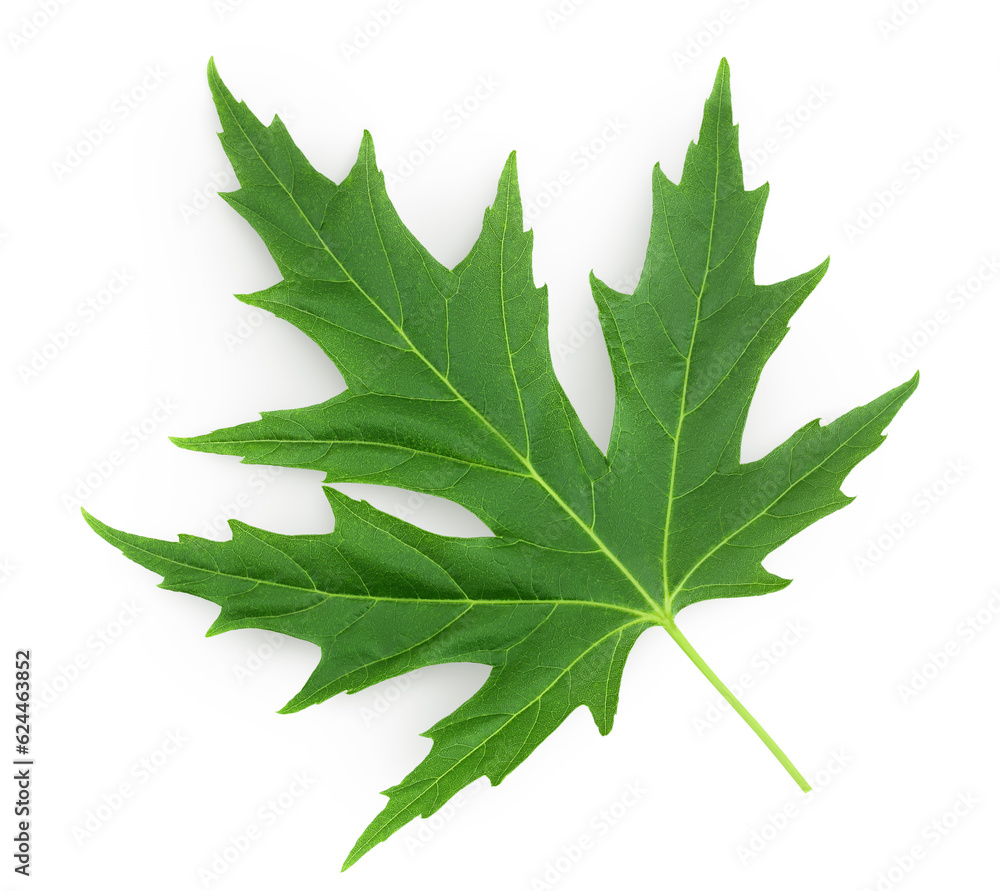 Silver maple leaf isolated on a white background. Top view. Flat lay Silver maple leaf isolated on a white background. Top view. Flat lay