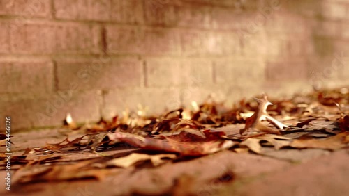 View from the bottom to the autumn leaves. Slow motion.