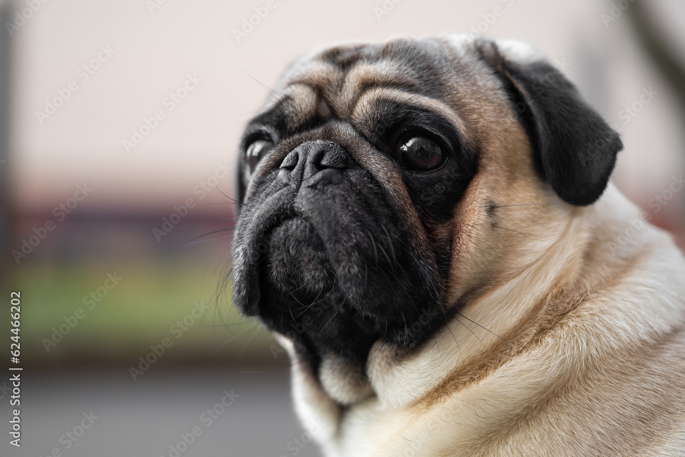 close-up portrait of a pug dog's face on the street