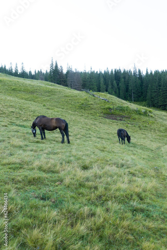 landscape in the mountains, horses walk on the grass, in the forest in the field, in freedom, free grazing, animals, Montenegrin mountain range, Carpathians, travel © Hordina Anastasia 