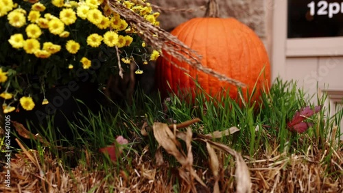 Pumpkins on a grass. Pumpkin on the grass near a bush with bright small flowers. Slow motion