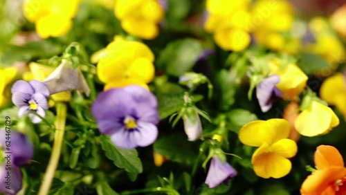 Autumn small bright flowers on a green bush. Slow motion