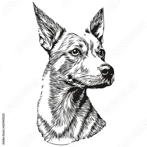 American Hairless Terrier dog pencil hand drawing vector, outline illustration pet face logo black and white sketch drawing