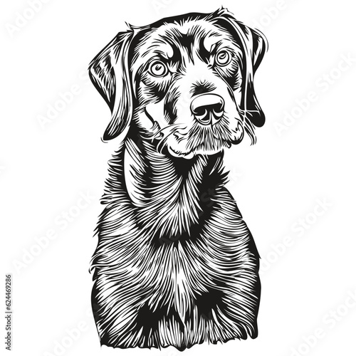 Black and Tan Coonhound dog pencil hand drawing vector, outline illustration pet face logo black and white