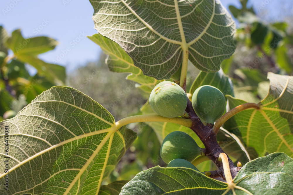 Obraz premium figs on a tree