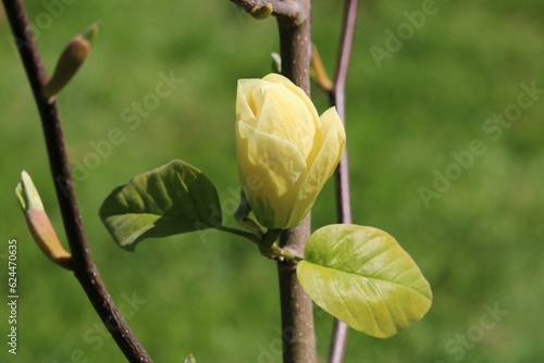 Magnolia acuminé photo