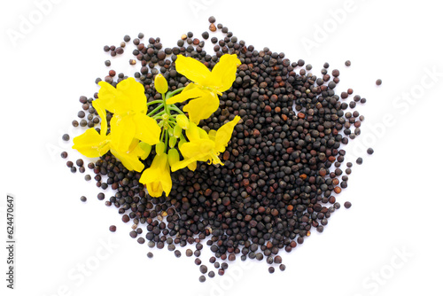 Rapeseed plant with yellow flowers and seeds. Mustard plant yellow blossom. Canola seeds and fresh canola flowers isolated on white background. Canola flower and canola isolated on white.