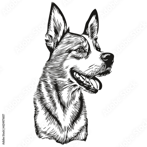 Basenji dog portrait in vector, animal hand drawing for tattoo or tshirt print illustration