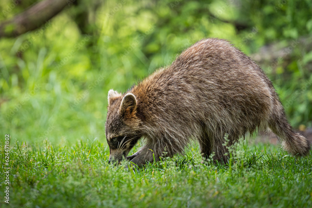 Naklejka premium raccoon