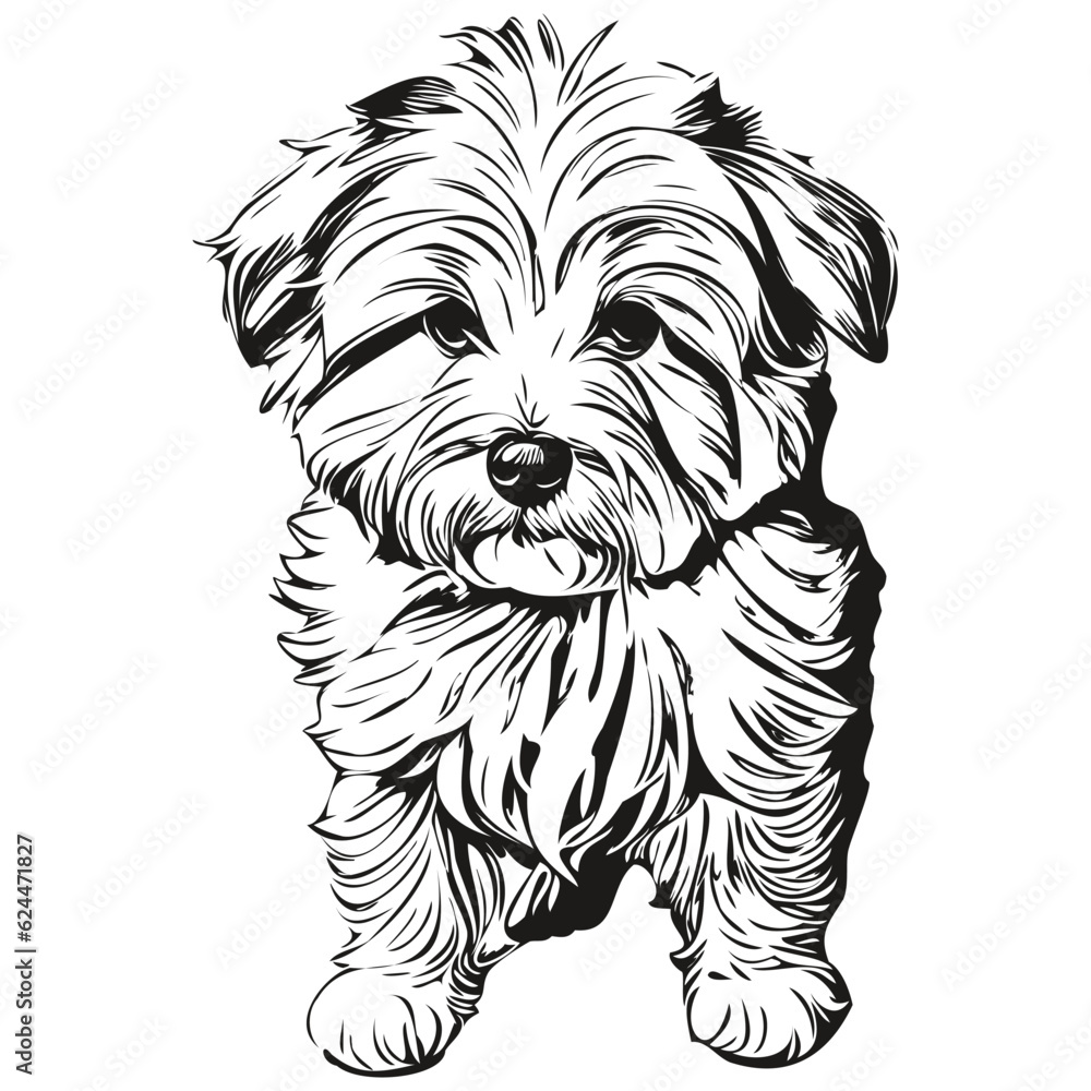 Coton de Tulear dog portrait in vector, animal hand drawing for tattoo