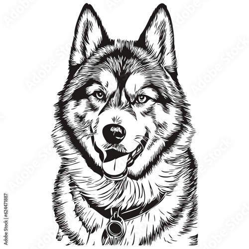 Malamute dog pet sketch illustration, black and white engraving vector