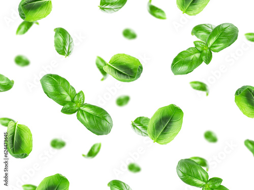 Basil leaf. Green basil leaves isolated on white background. Flying basil. Falling basil.