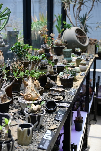 caudex exhibit in a plant shop at taichung,Taiwan photo