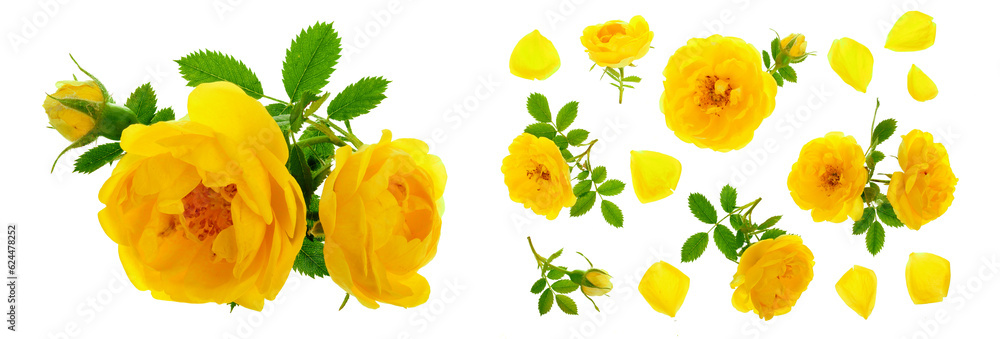 wild yellow rose blooming flower isolated on a white background