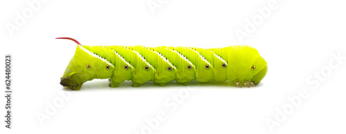 Tobacco or Goliath tomato horn worm caterpillar larval form of Carolina sphinx moth or the tobacco hawk moth - Manduca sexta - bright lime green with red tail or horn.  Isolated on white background photo