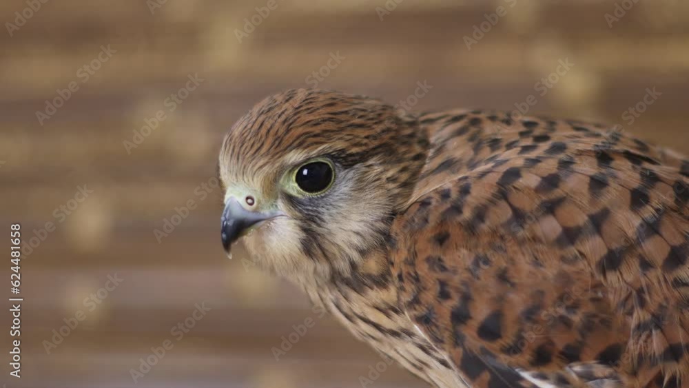 Falcon portrait. Bird on a wooden background. Falcon portrait. Bird on a wooden background.